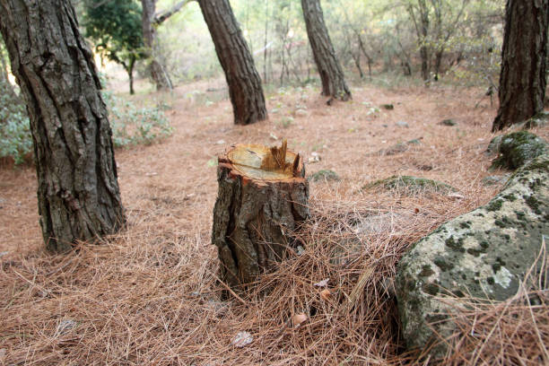 How Our Tree Care Process Works  in  Homer Glen, IL